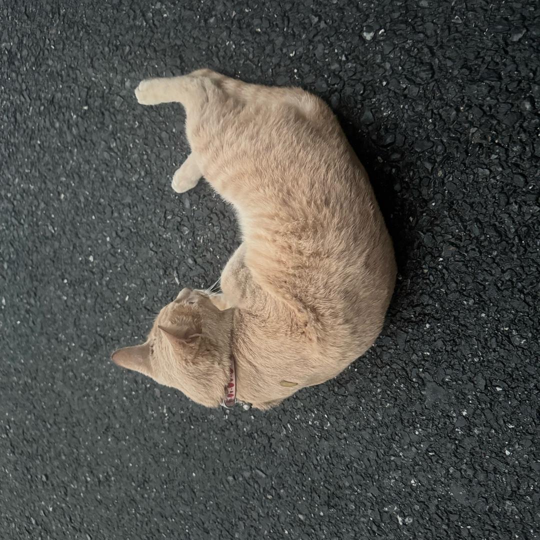 小小