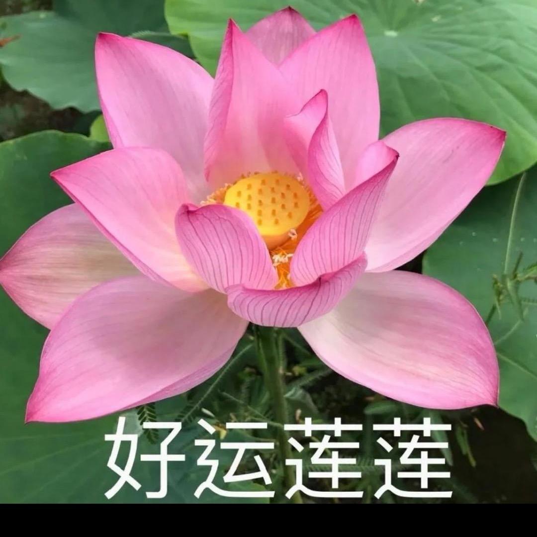 爱吃水果蔬菜的西西🍉🍑🥦