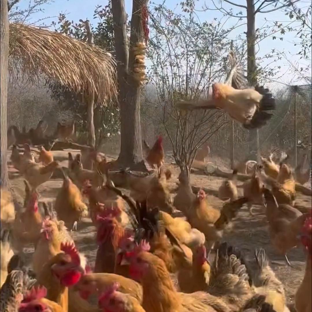 万盛生鲜农场土大鹅