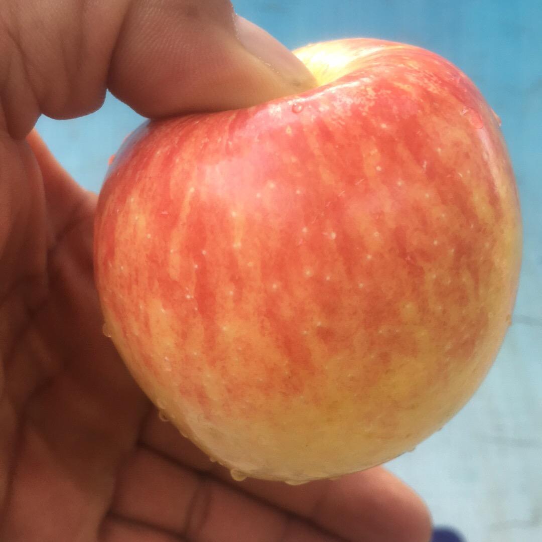 wft