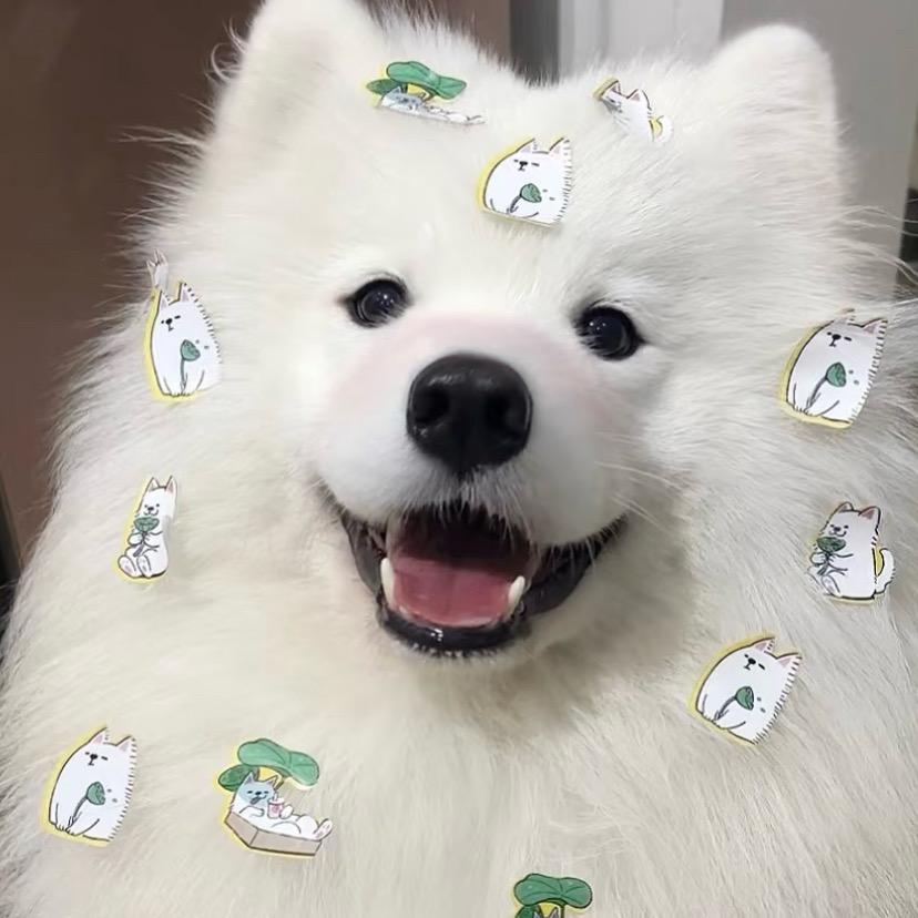 爆炒西兰花