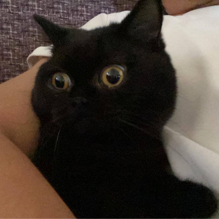 鱼仔黑不溜秋