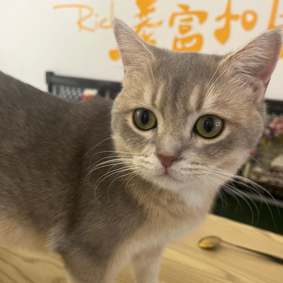 小羊想长肉肉(见过周深版)