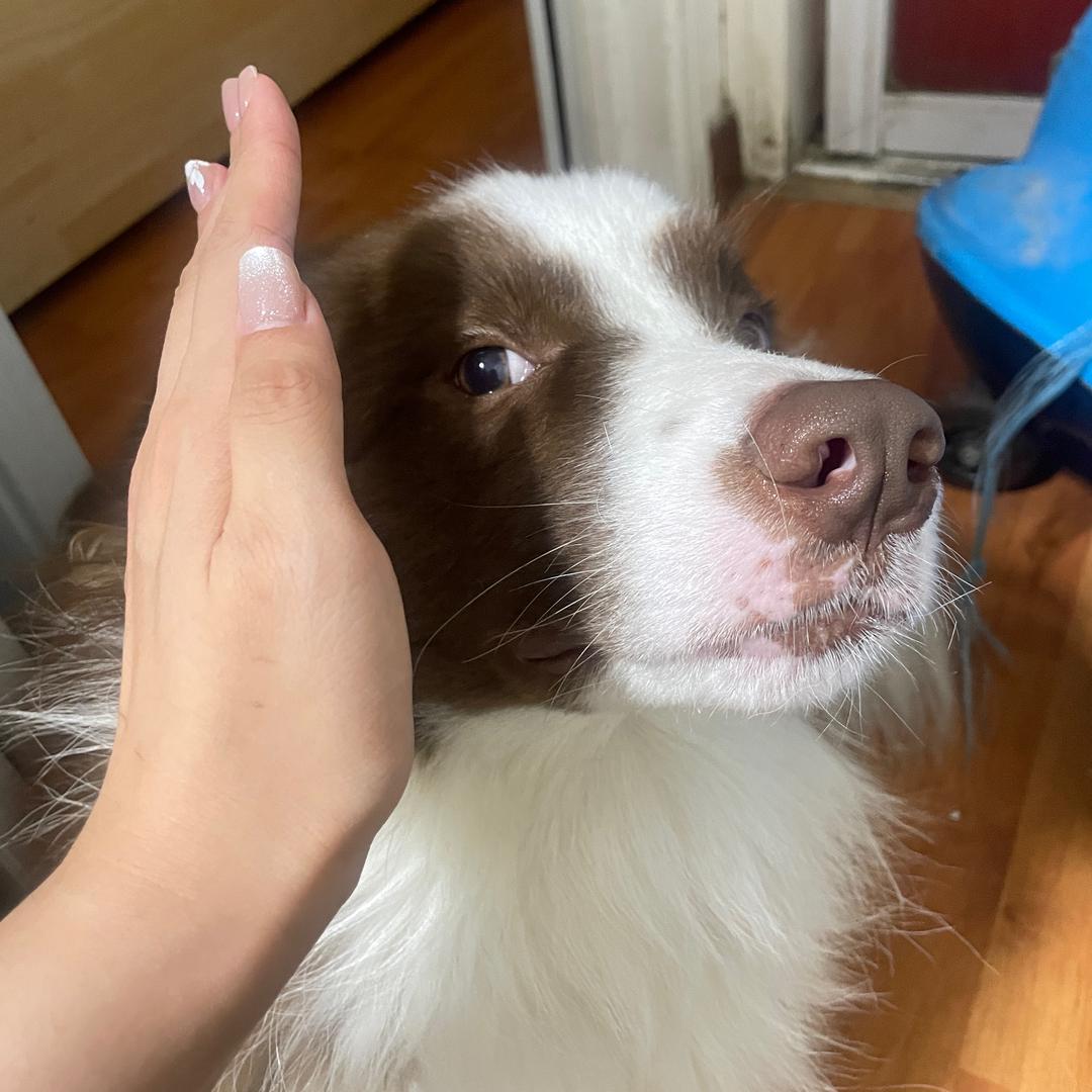 小狗拿铁🌈