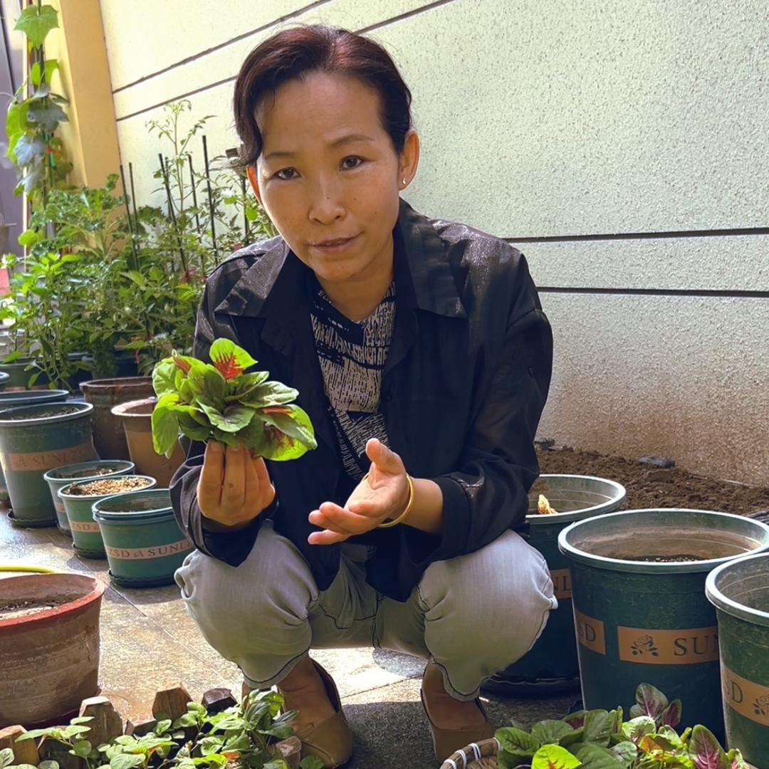 马姐的梦想菜园