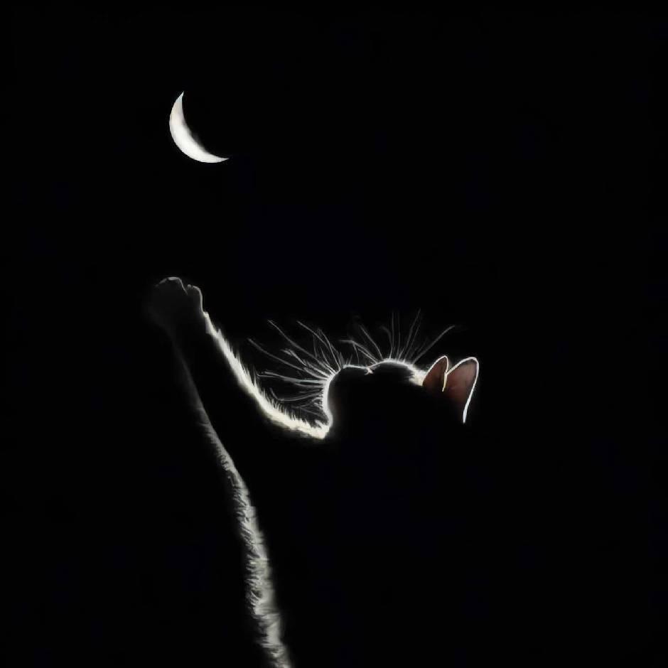 Ｌ.（减11斤版）