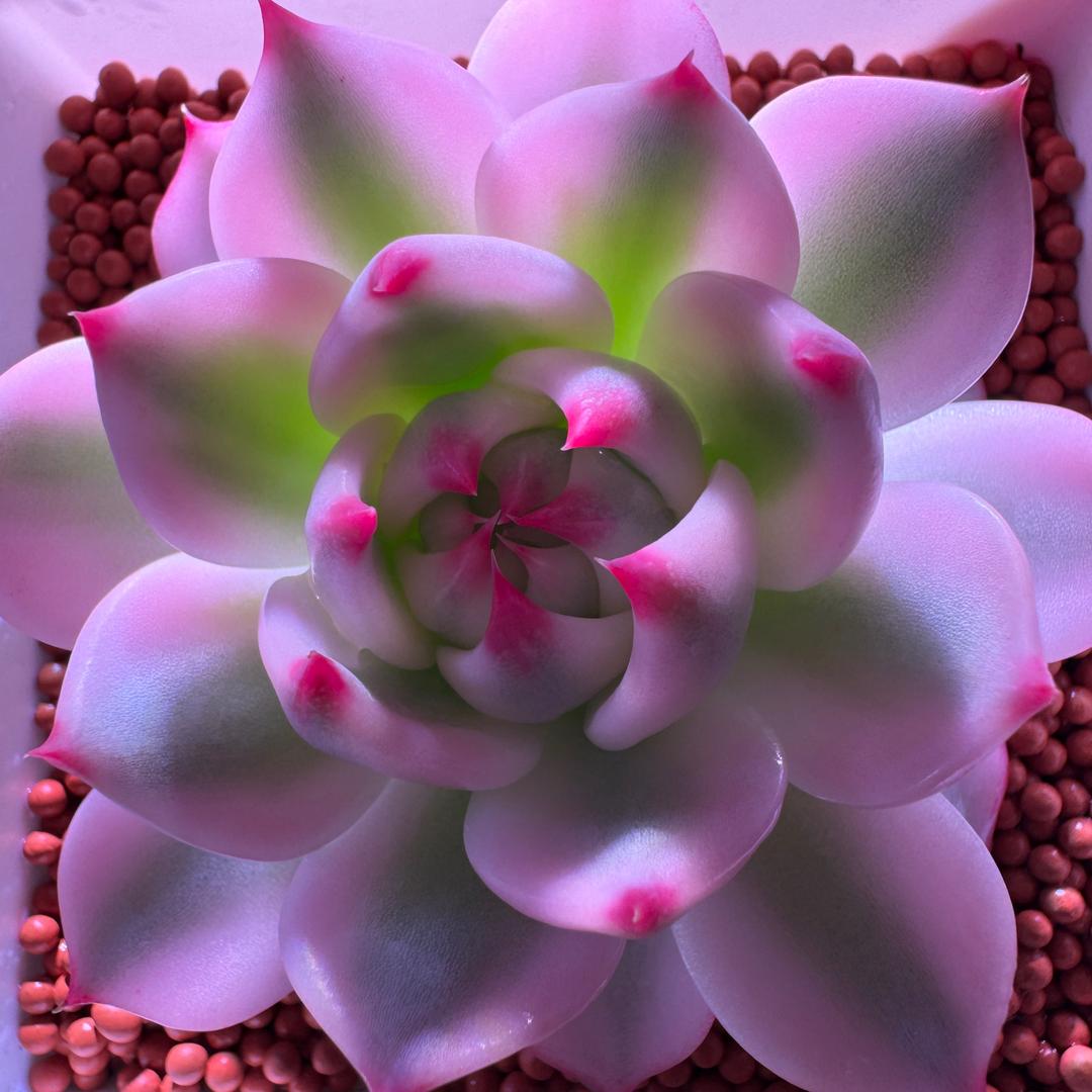 花酱思恒