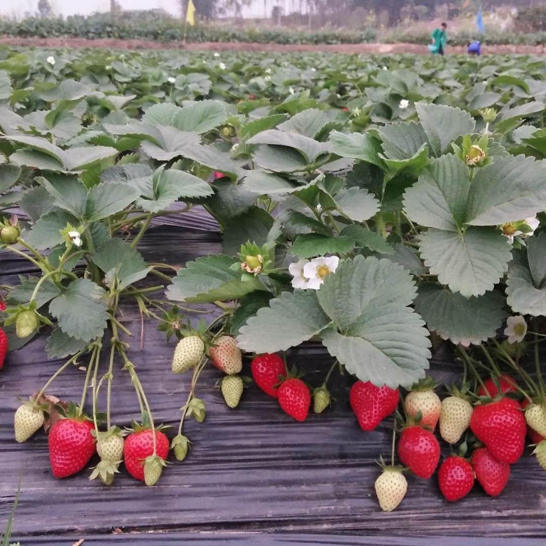 育苗小伙在农村（草莓生产苗）禄通