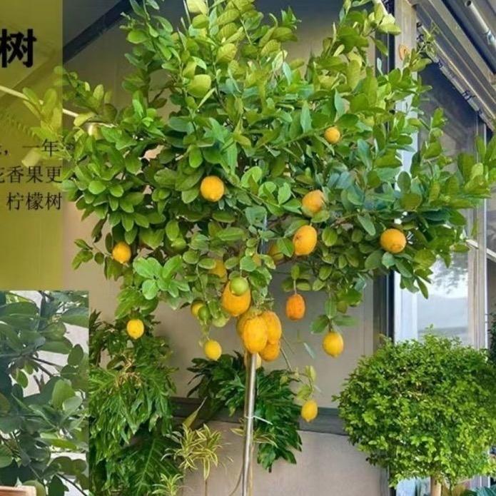 隆溪果树苗木专营店