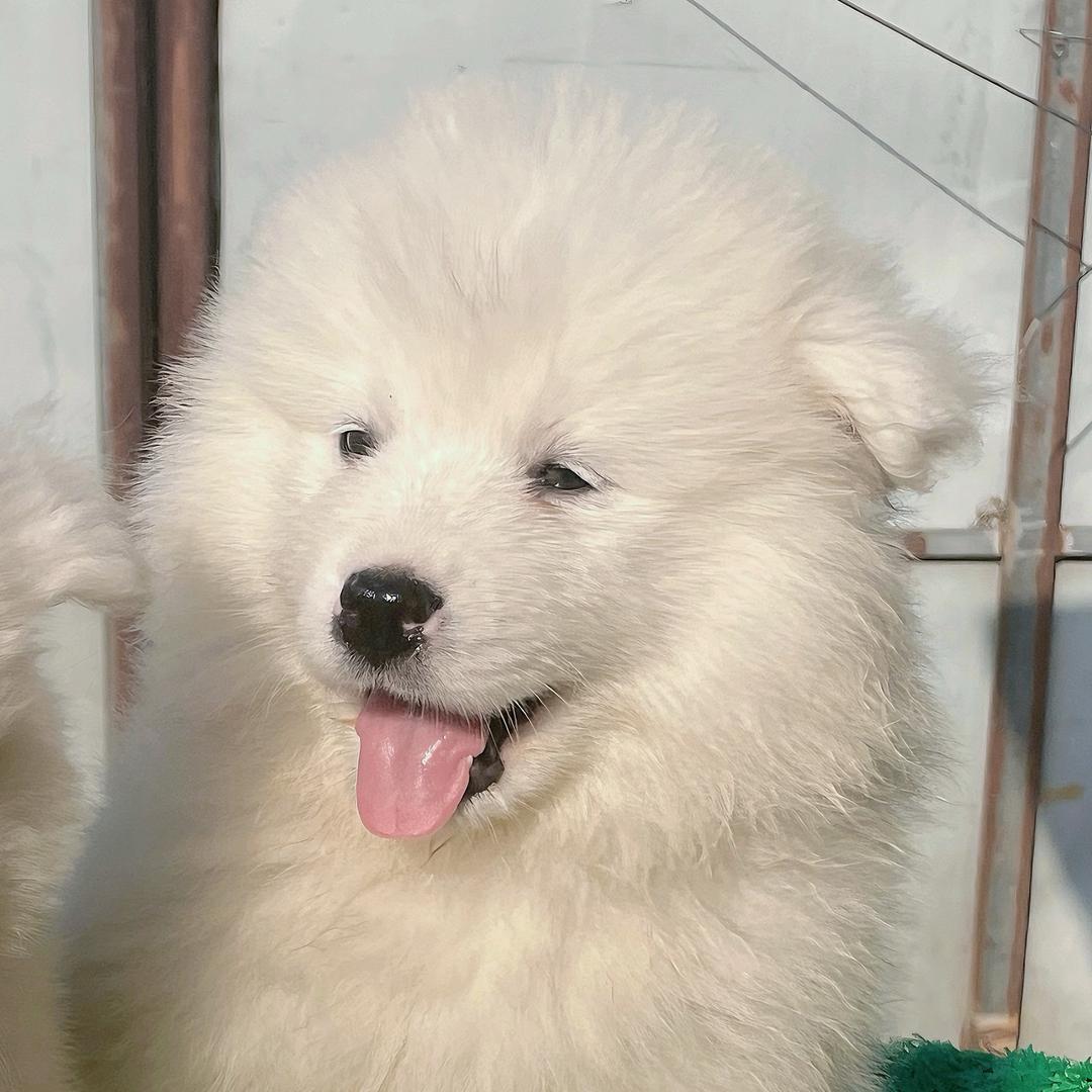 柒哥家的萨摩耶