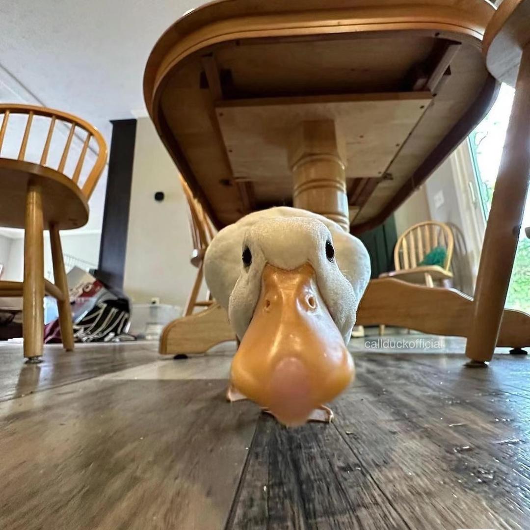 你大烨