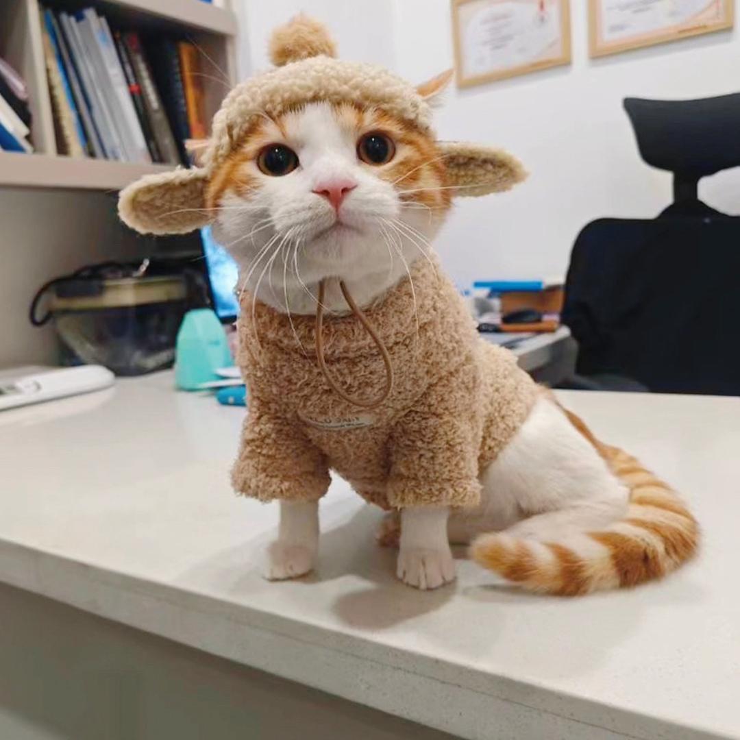 橘大头🐱