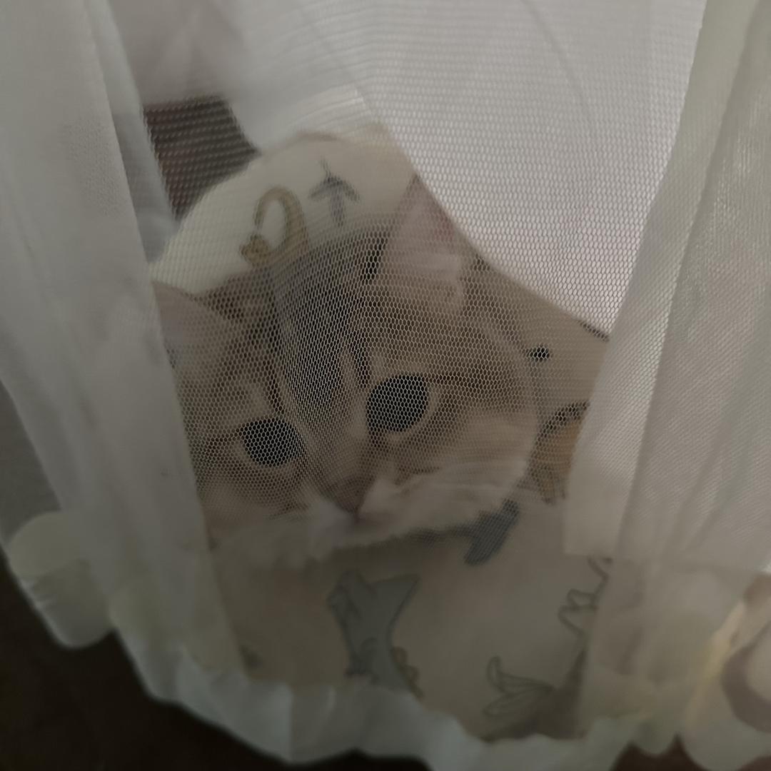 荔枝