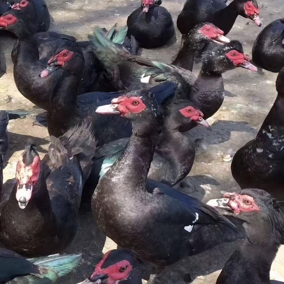 瑞丰养殖基地