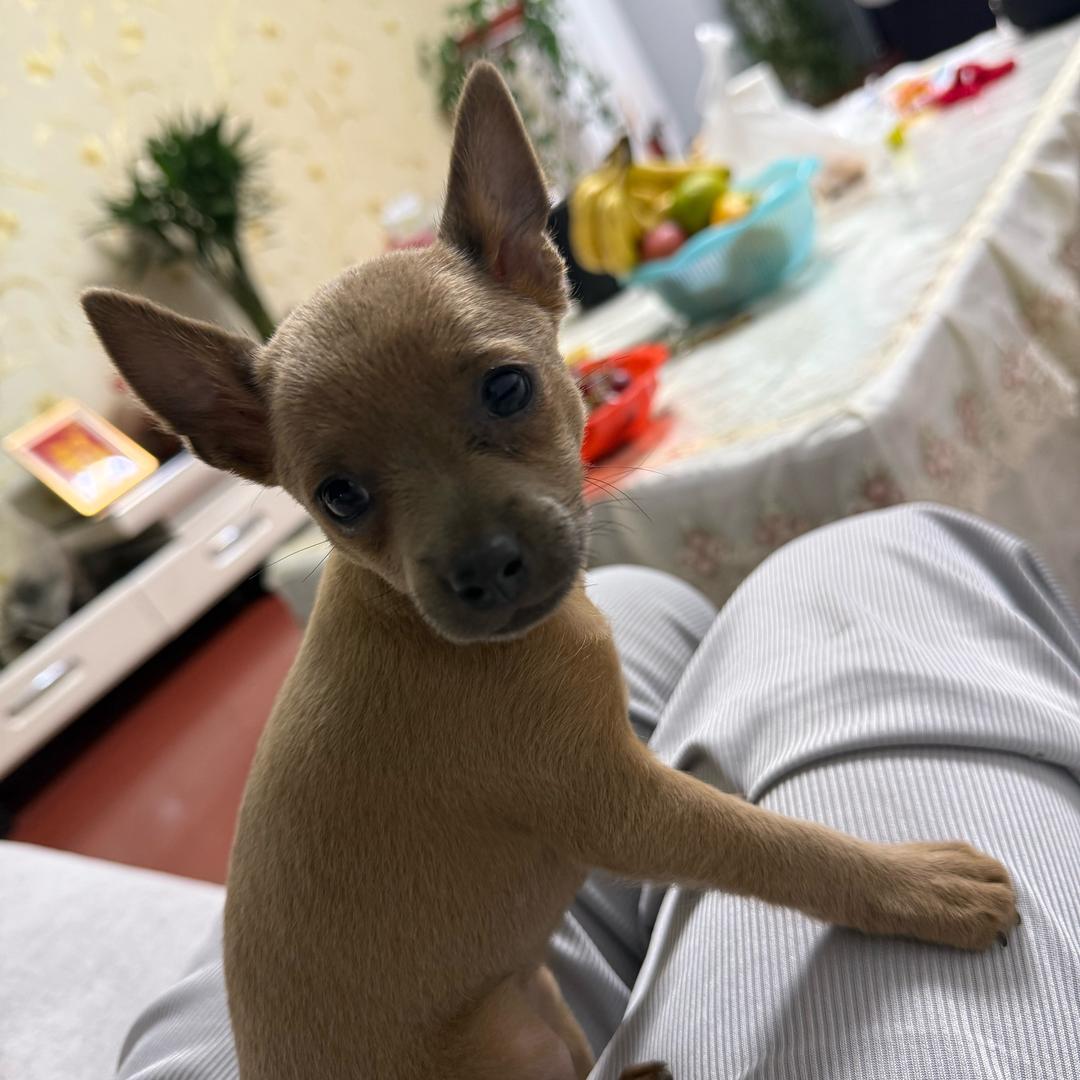 小吉米(小鹿犬)