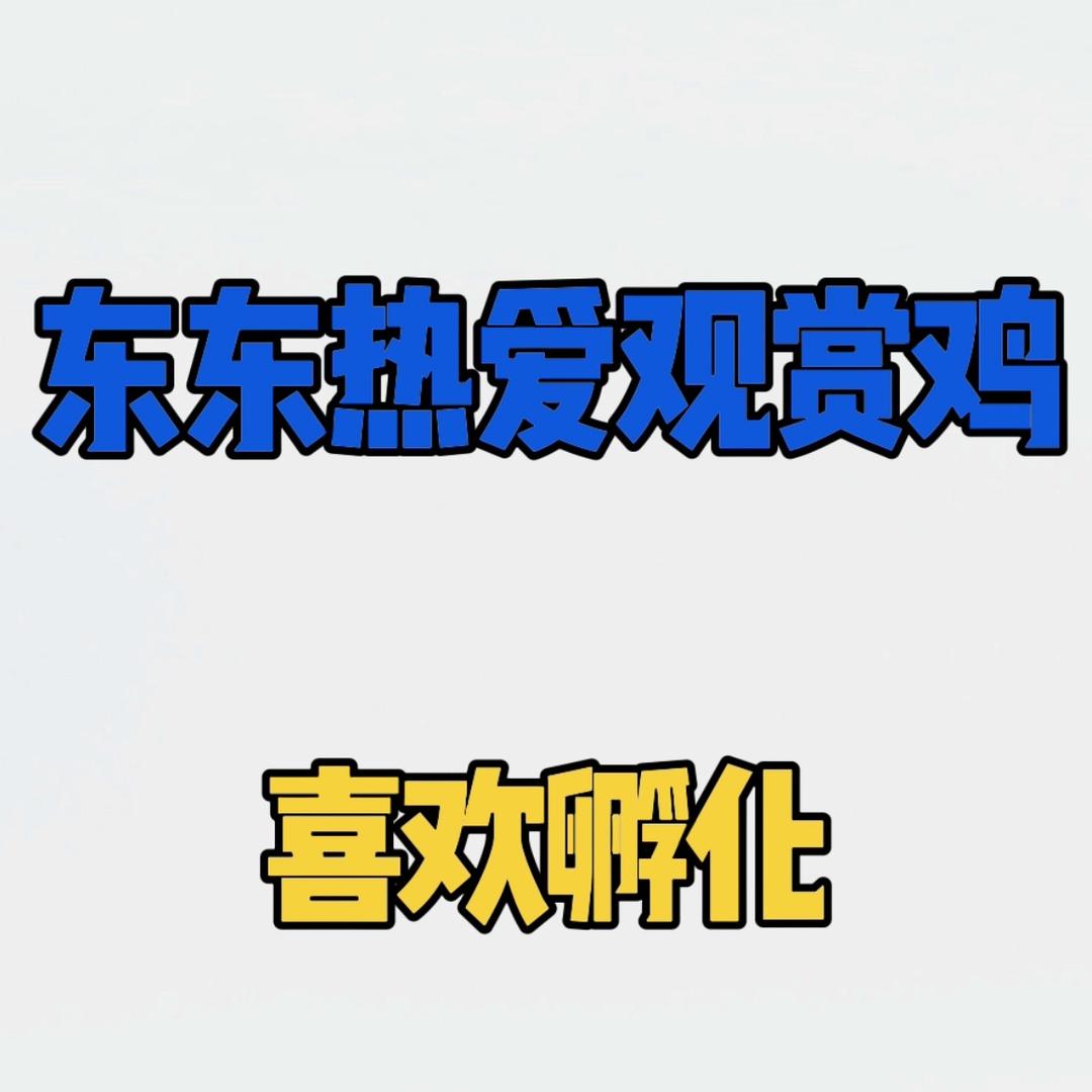 东东热爱观赏鸡