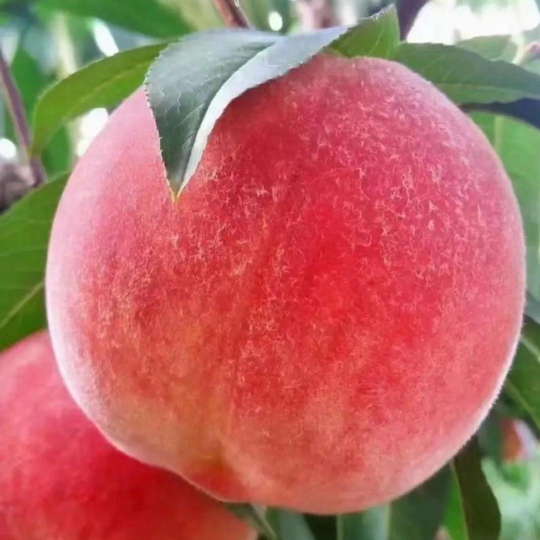 现摘鲜果