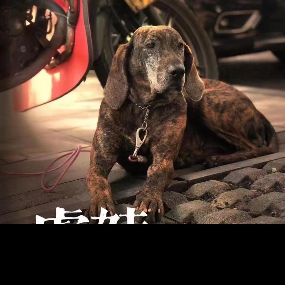 重庆传友情大号