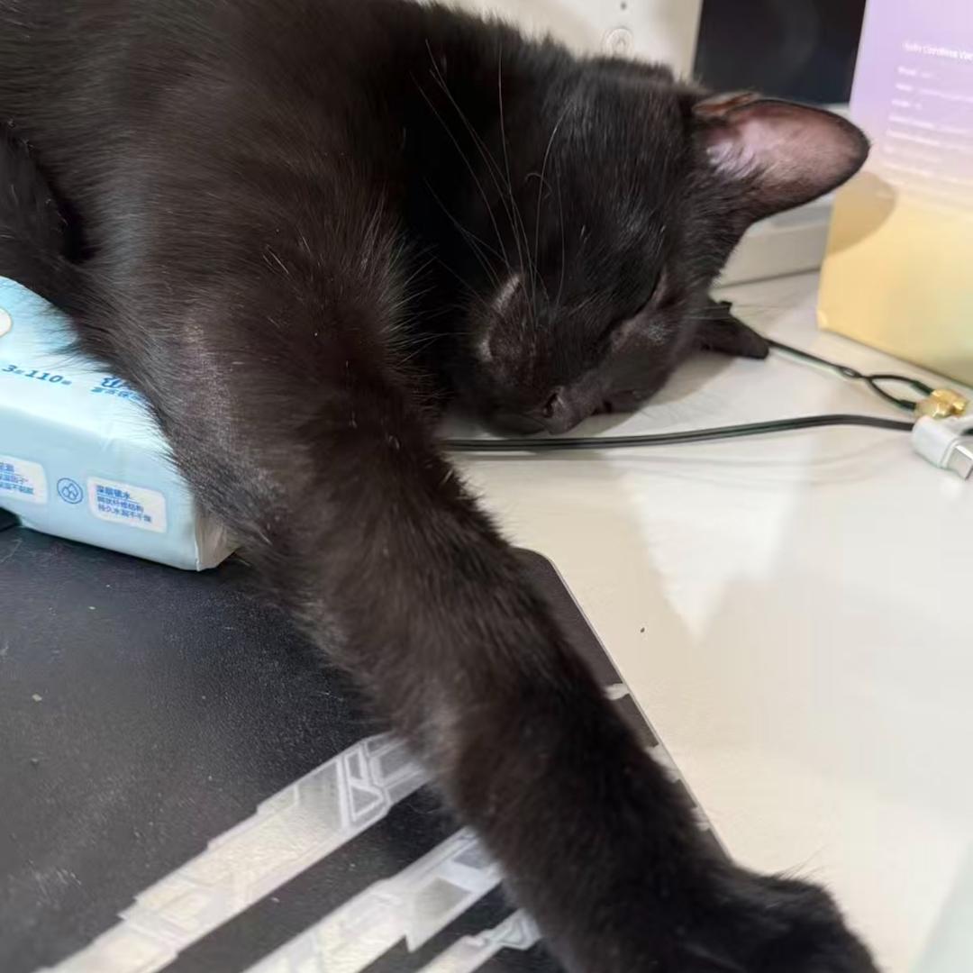 招财筒🐾 ¹¹⁰⁸