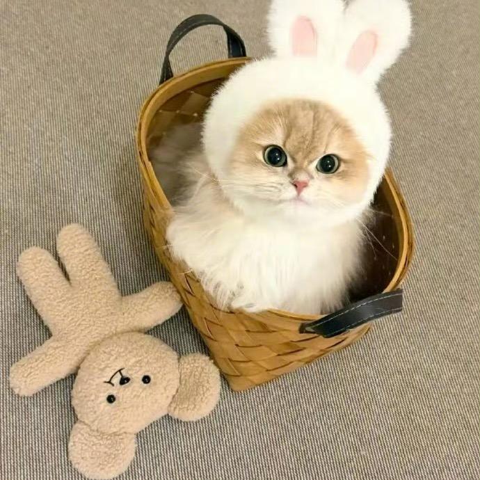 巧克力味♍️