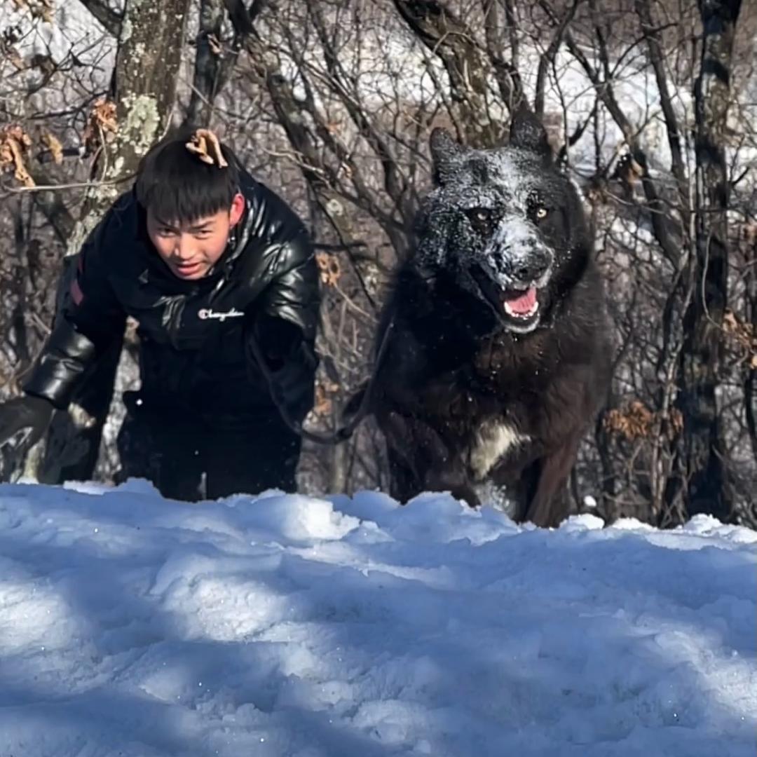 捷克狼犬-狗经纪