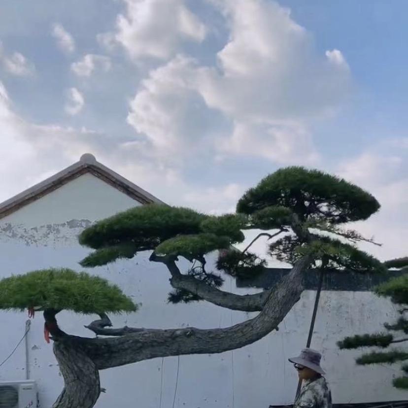 陈弟盆景