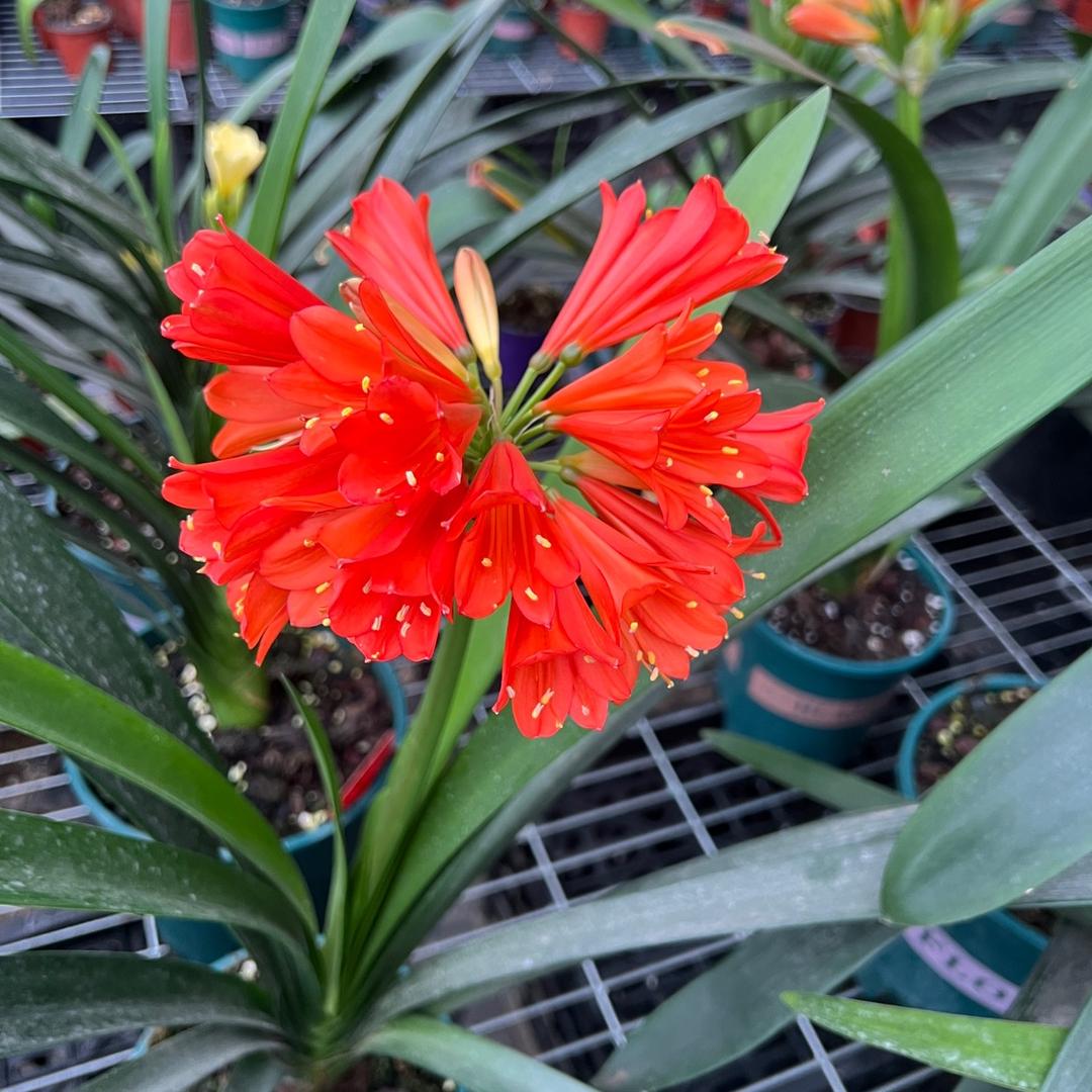 异花君子兰绿植