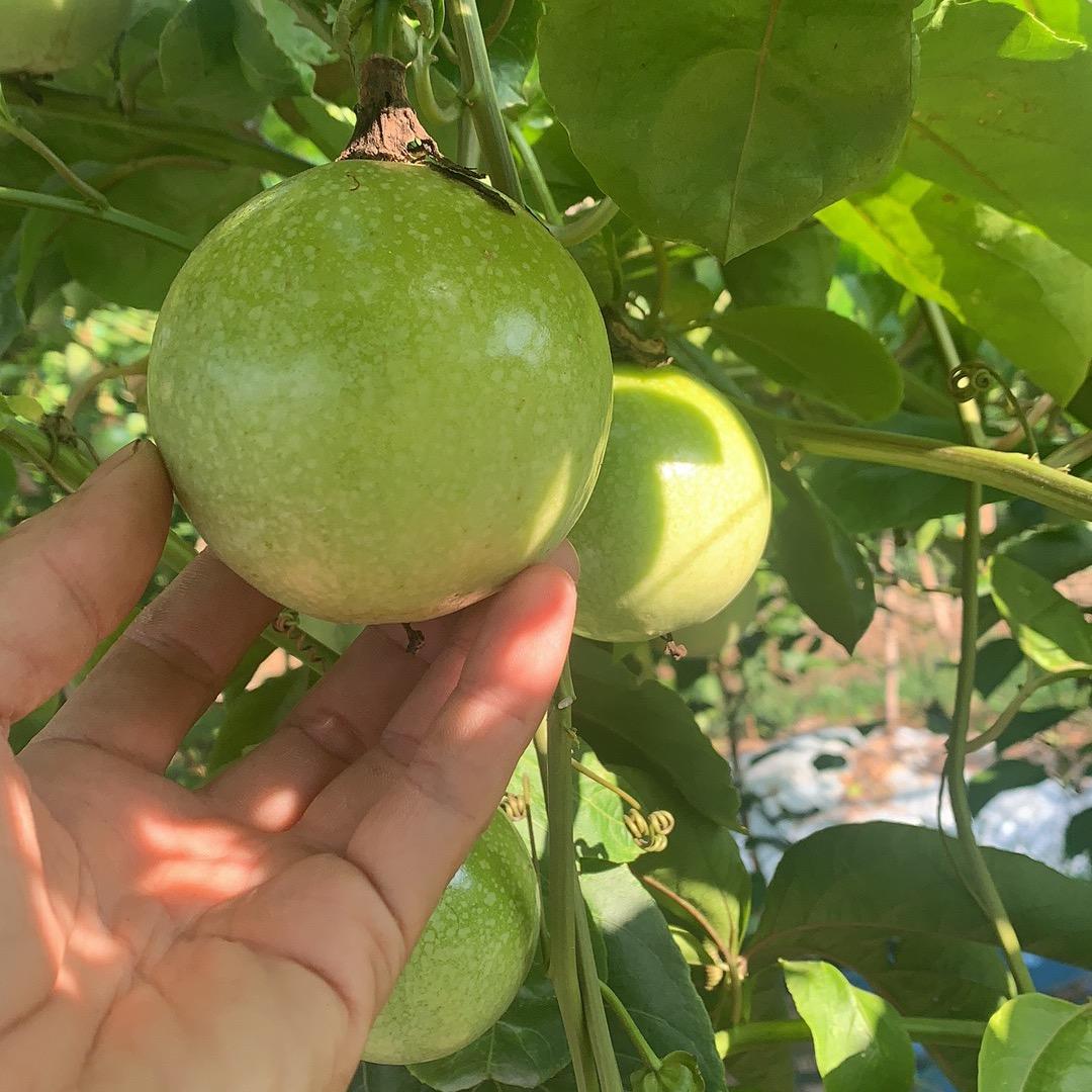 甜蜜星球