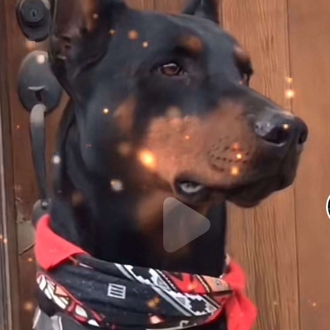 过街的老鼠偷腥的猫