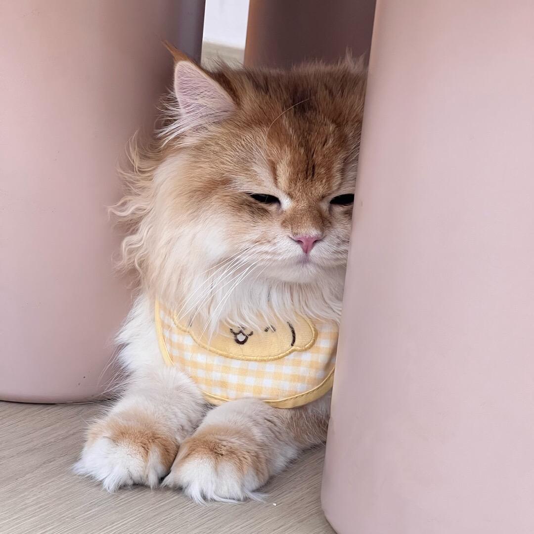 宝贝圆子