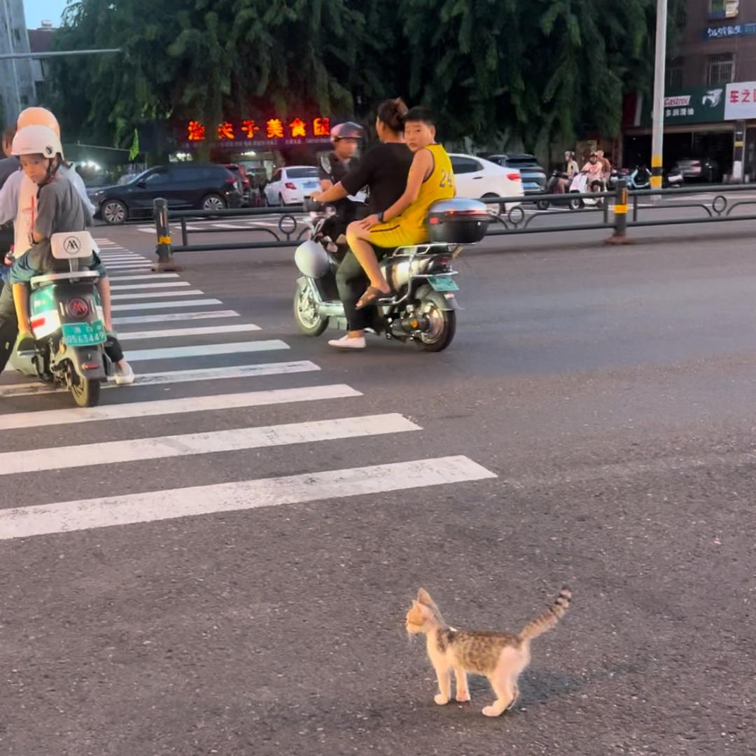 过马路小猫