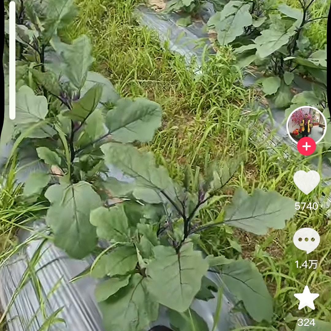农村人种地