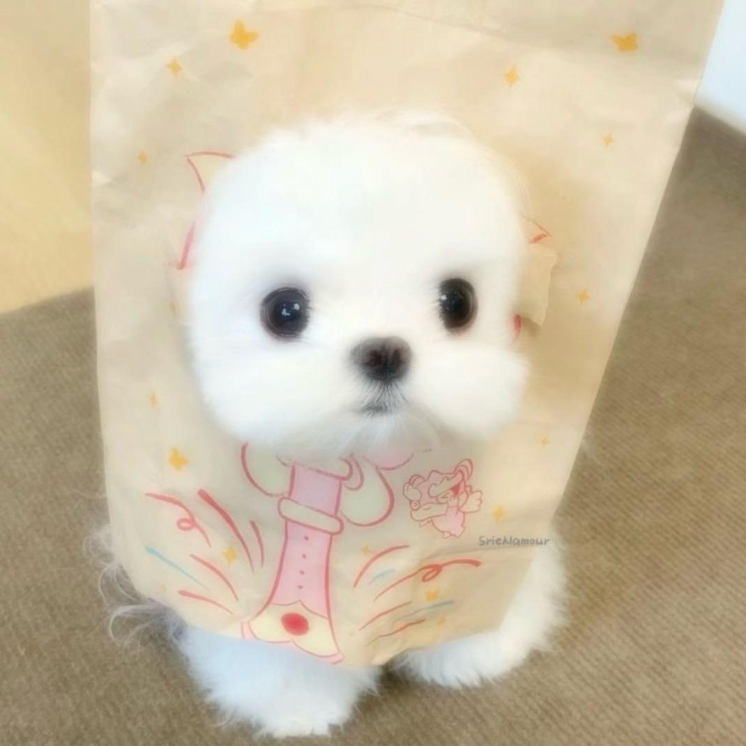 呆萌妮妮