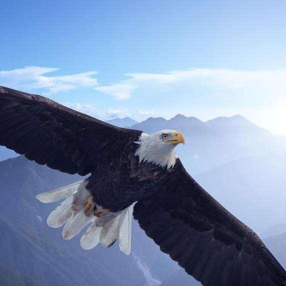 流浪的Eagle在加拿大