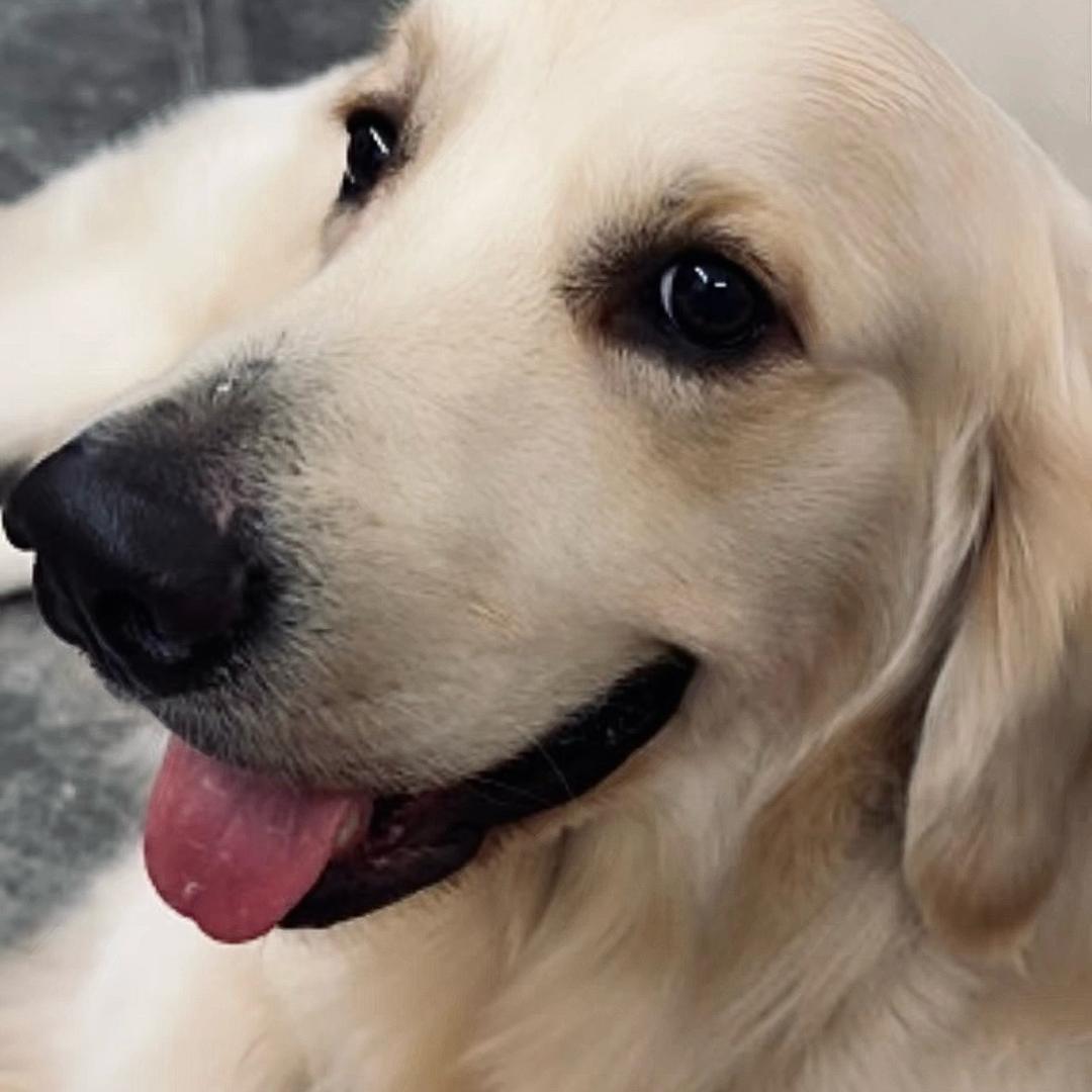 汪汪喵宠物优选