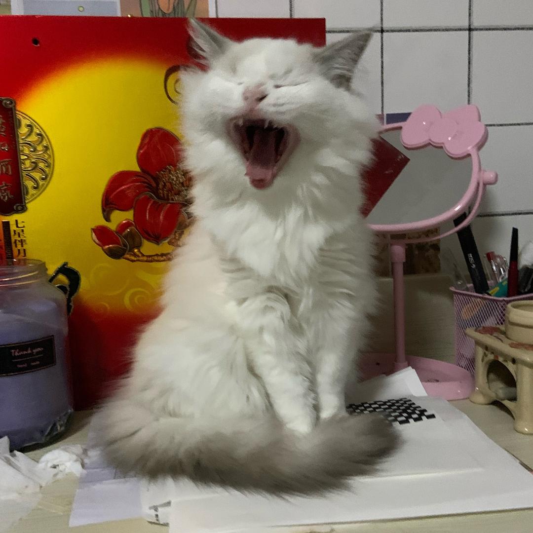 凭亿近人(っ˘зʕ•̫͡•ʔ