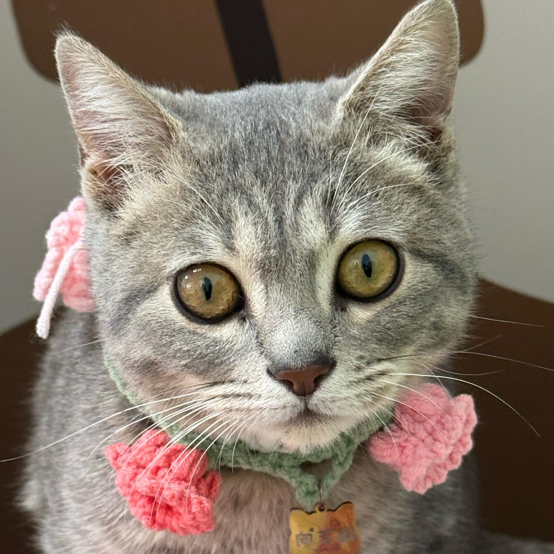 芝麻麻麻