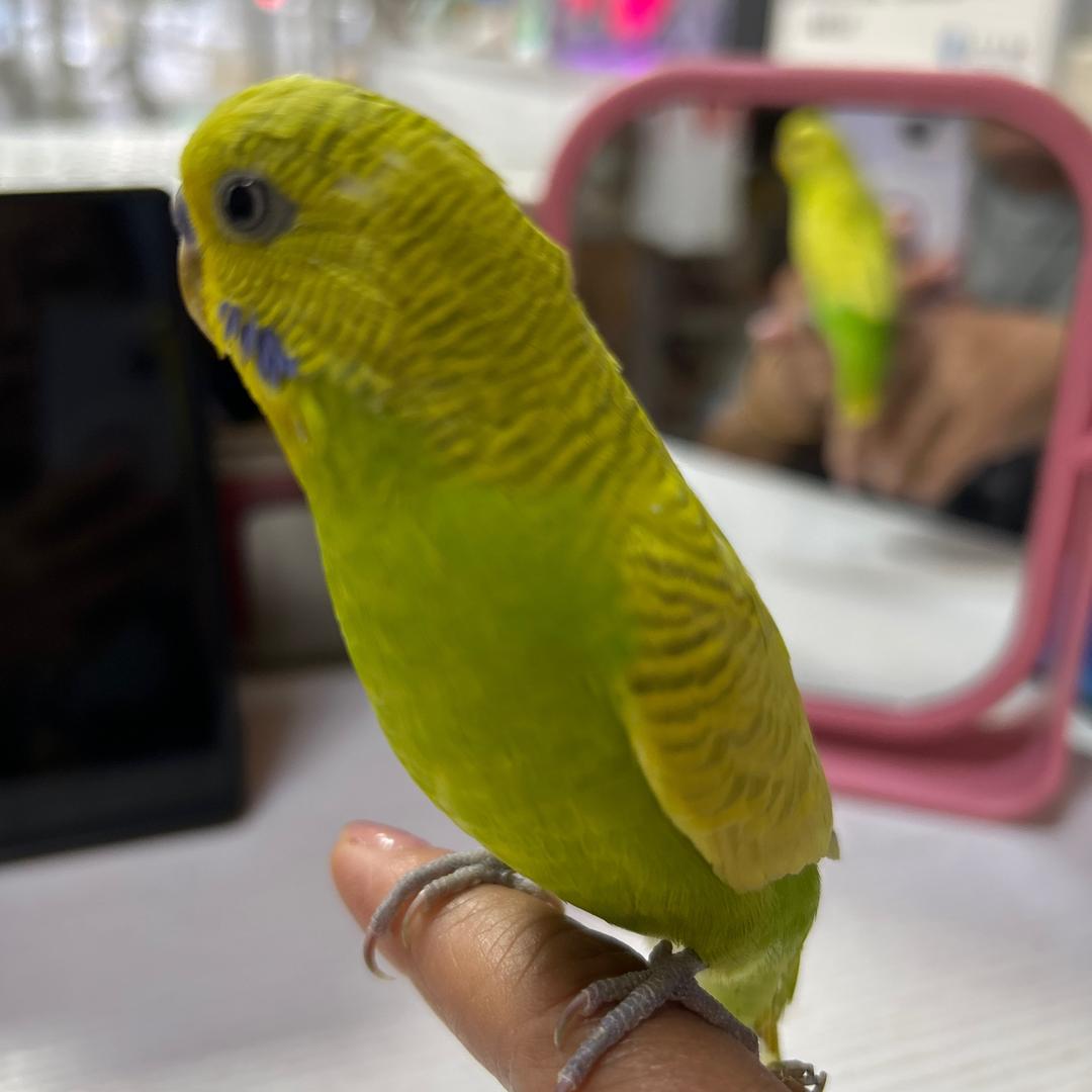 🐦鹦随修匠🦶