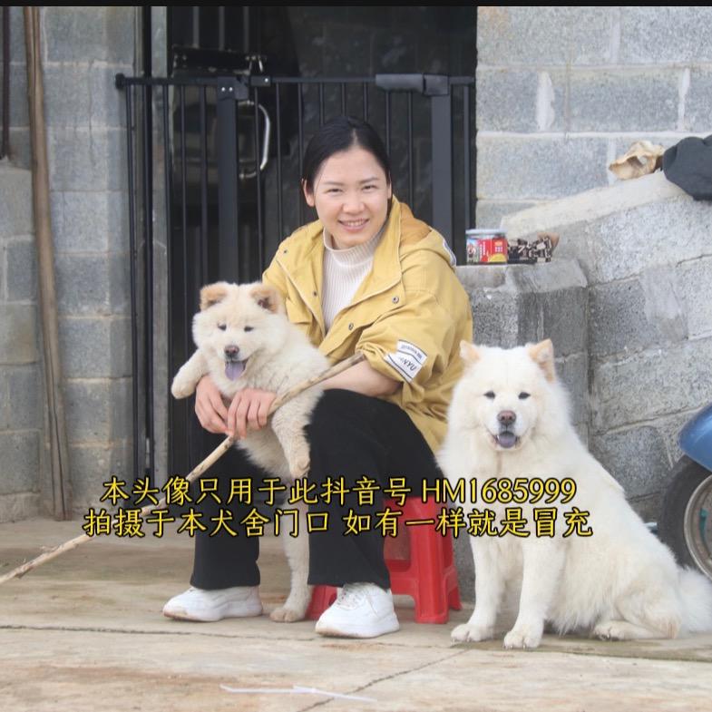 贵港萌熊田园犬舍