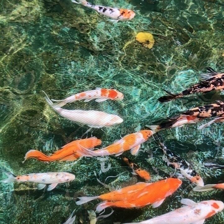 尹角大王