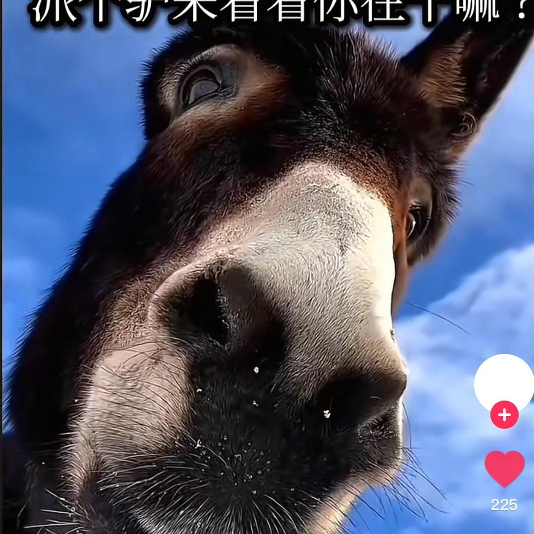 一头倔驴