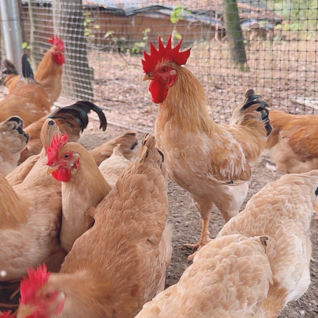 依然生态小鸡农场