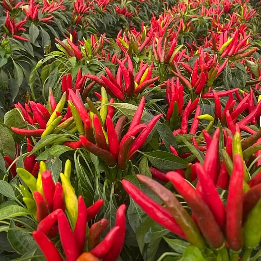 山东瑞丰农业1号店