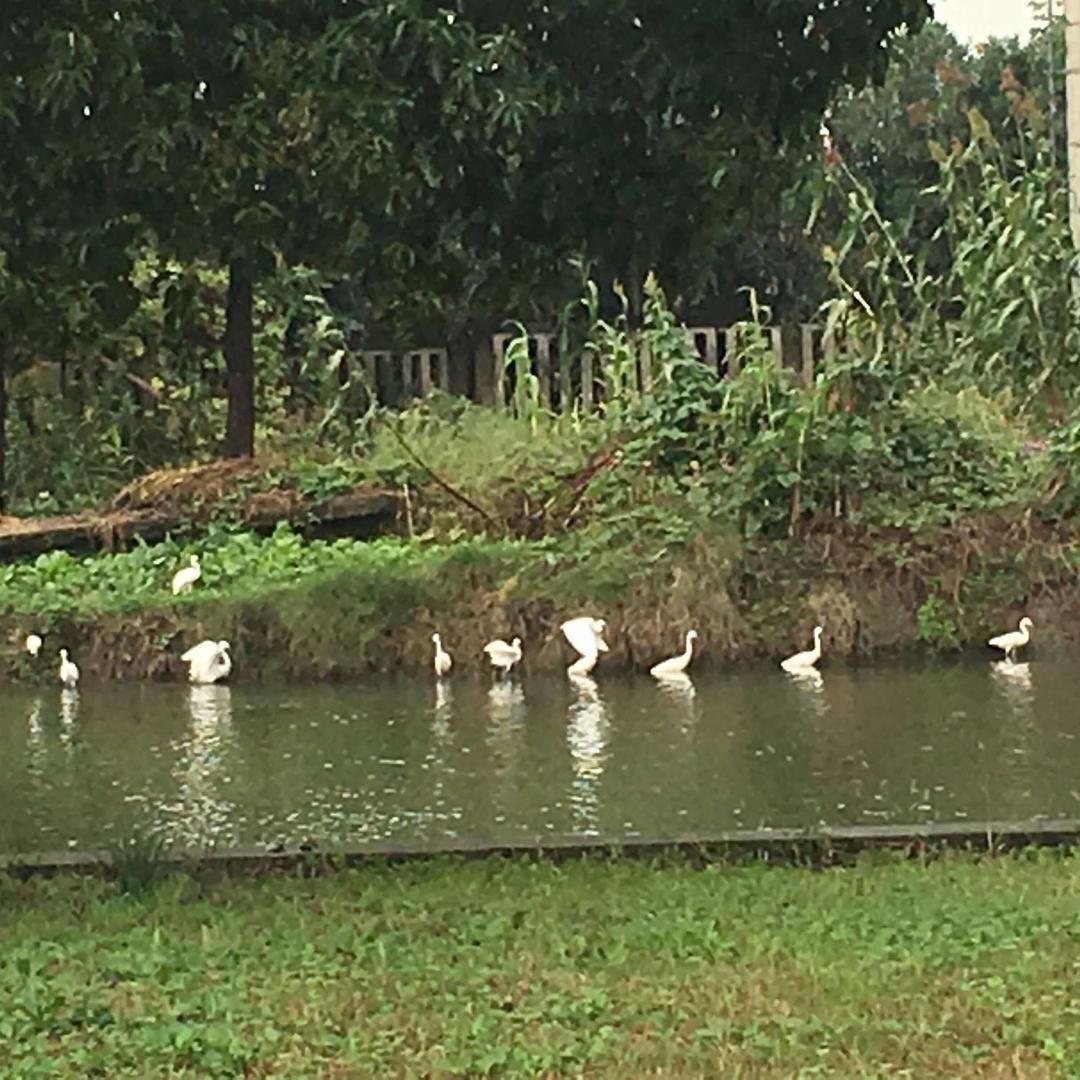 听雨的蝉