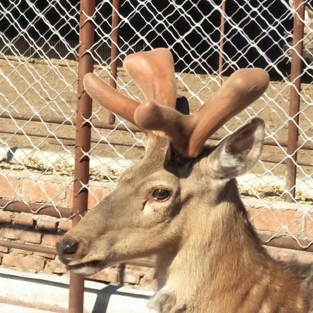 吉林省辰茜鹿业有限公司企业店