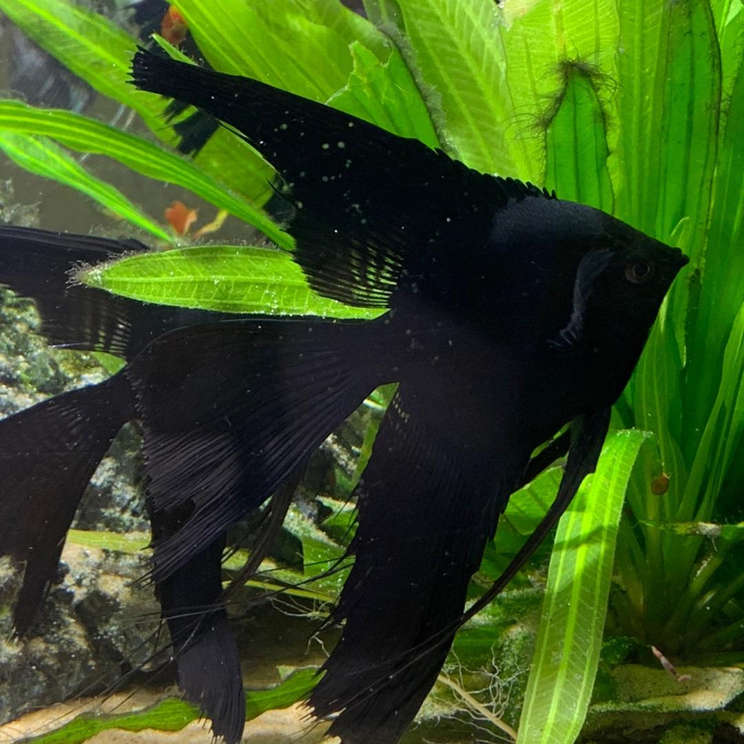 有余🐟