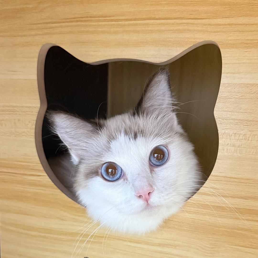 小杯可乐