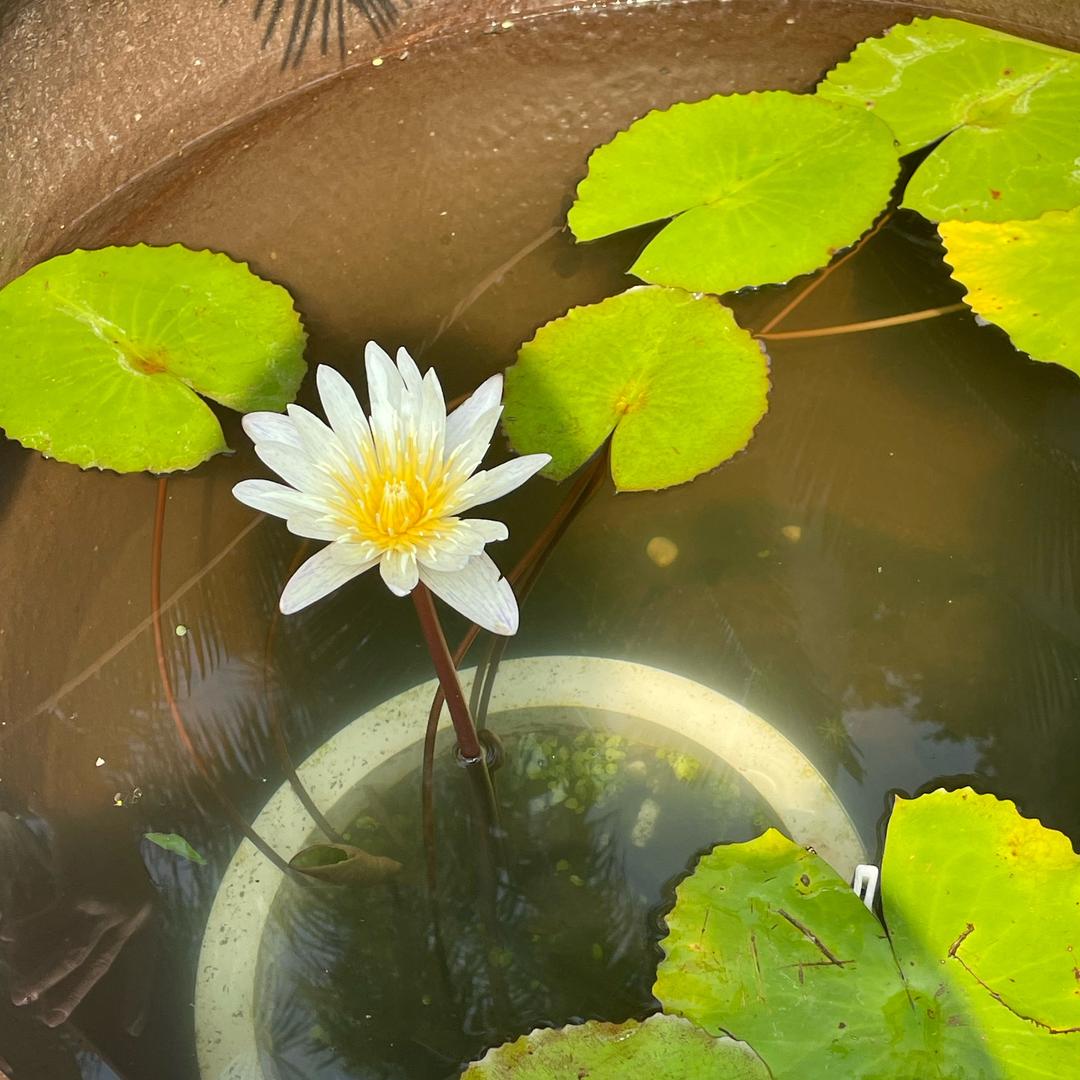 花开富贵万事顺意