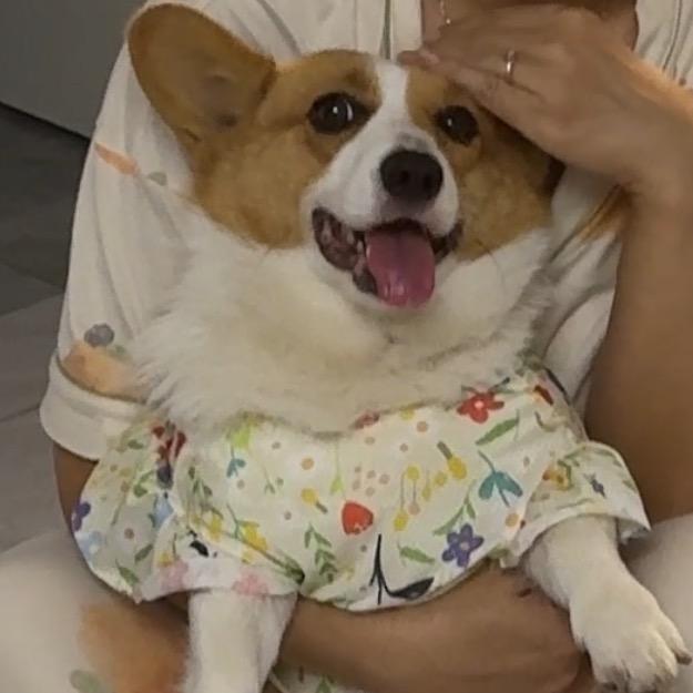 柯基大美女