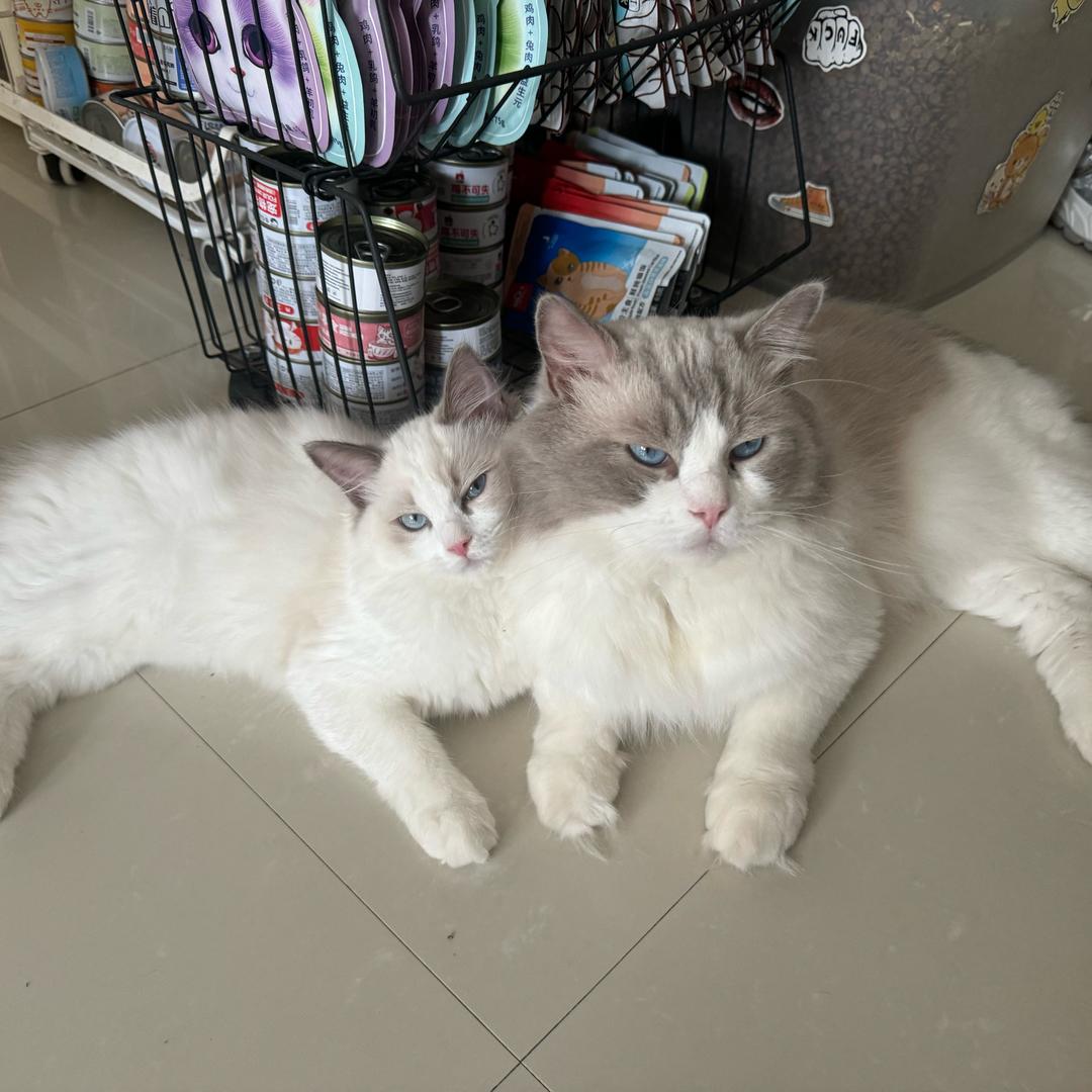 七七&发财&进宝